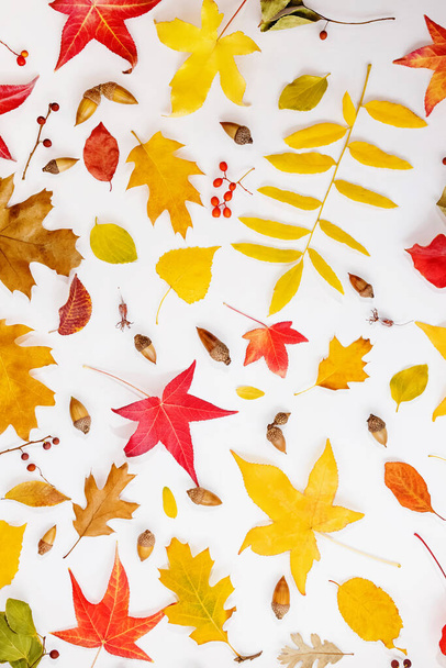 Πολύχρωμα φθινοπωρινά φύλλα και άλλα βοτανικά στοιχεία, φθινοπωρινό φόντο - Φωτογραφία, εικόνα