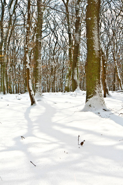 Forest in winter with snow - Foto, Imagen