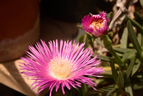 Dwa kwiaty soczystej rośliny znanej jako koci pazur lub roślina lodowa pochodzenia południowoafrykańskiego na tarasie - Zdjęcie, obraz