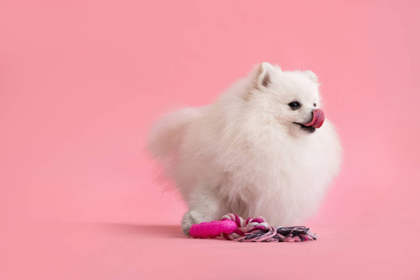 Portrait of a cute fluffy pomeranian puppy. A small smiling dog stands on a bright trendy pink background and licks its nose with its tongue. - Photo, Image