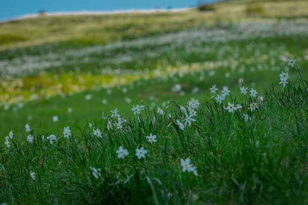 Multitud de narcisos o flores narcisas en la famosa montaña de Golica en el macizo esloveno de Karawanken. Hermoso día soleado con cielos azules y flores. - Foto, imagen