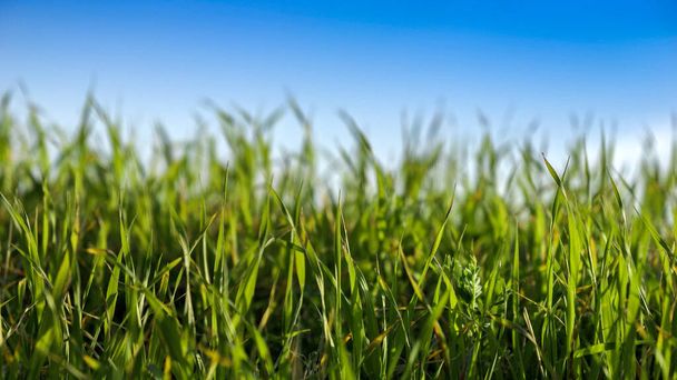 Closeup of fresh green grass growing against clear blue sky on sunny day - Photo, Image