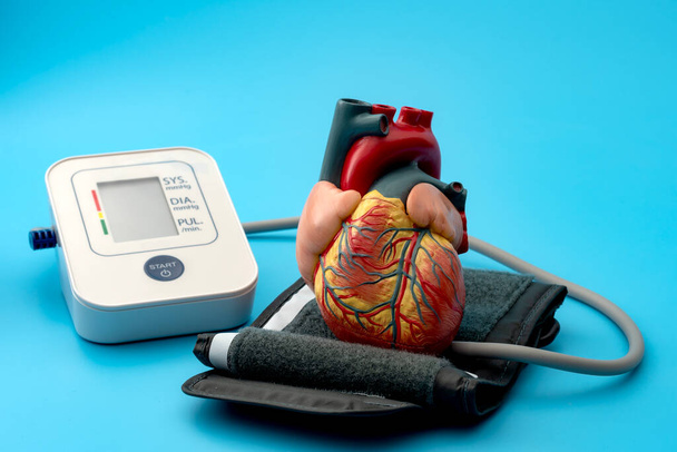 Anatominen malli ihmisen sydämen ja digitaalisen verenpaineen seurantalaitteesta (verenpainemittari) sepelvaltimotaudin diagnosoinnin ja kattavan kardiologian tarkastuksen kardiologiatoimistossa - Valokuva, kuva