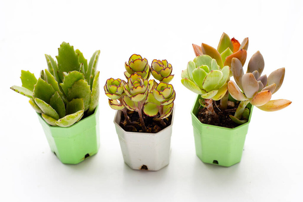 Succulent plant in pots on white background. - Photo, image