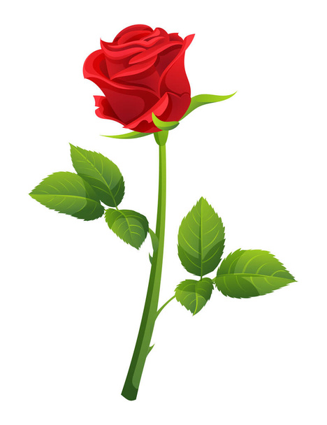 A red rose vector illustration isolated on white background - Vektori, kuva