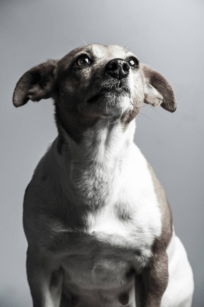 young jack russel terrier in front of white background - Fotó, kép