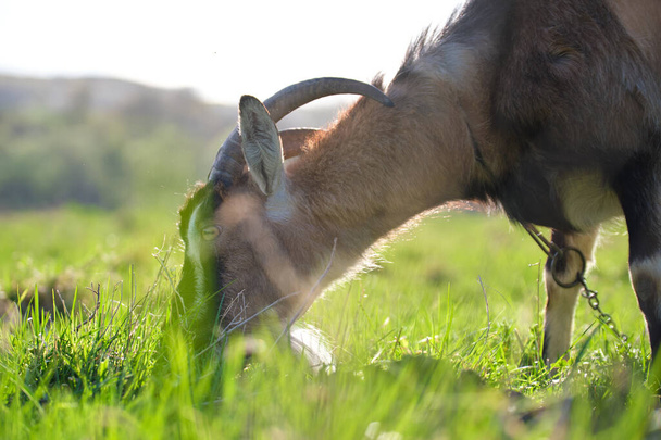 Domestic milk goat with long beard and horns grazing on green farm pasture on summer day. Feeding of cattle on farmland grassland. - Photo, image