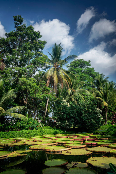 Вікторія гігантський водний лілійний ставок в красивому тропічному азіатському ландшафтному саду
 - Фото, зображення