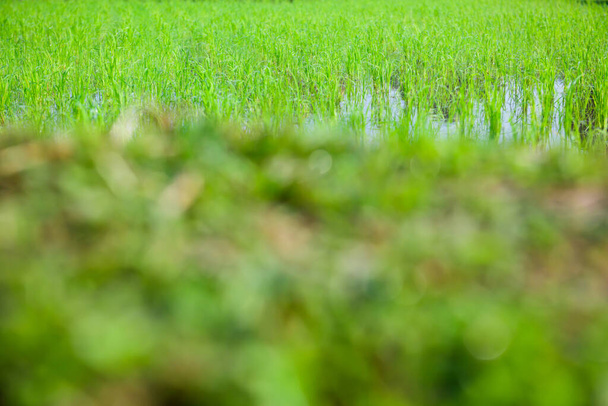 Rice sprouts in the paddy rice field, Chiang Mai Province. - Zdjęcie, obraz