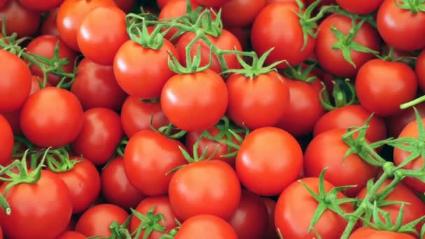 Vista superior de la cosecha de tomate rojo . - Imágenes, Vídeo