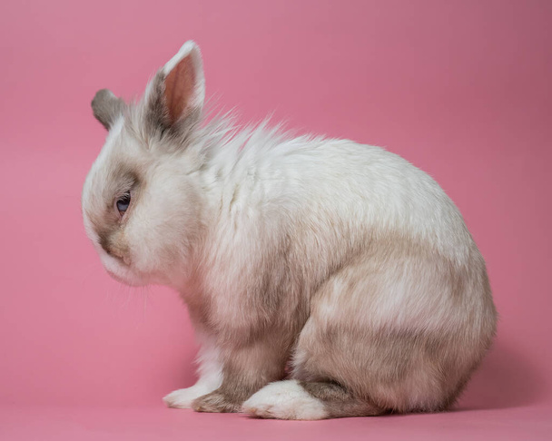 Portrait of a cute gray-white rabbit on a pink background - Photo, image