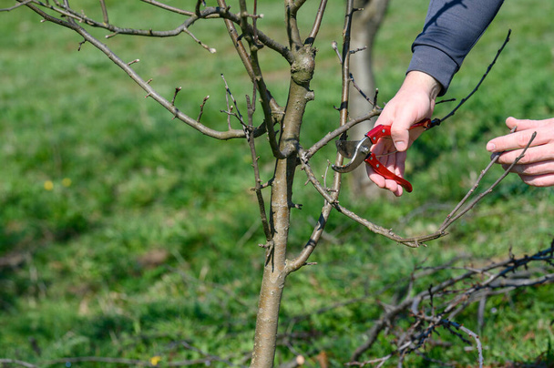 Frühjahrsbildender Baumschnitt und die Bildung einer Baumkrone, die Arbeit eines Gärtners mit Obstbäumen. - Foto, Bild
