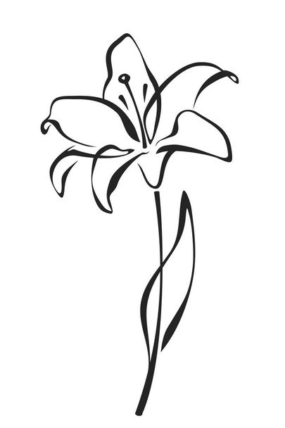 Lily flower. Black line drawing of lily flower isolated on a white background. Vector line art illustration - Vetor, Imagem