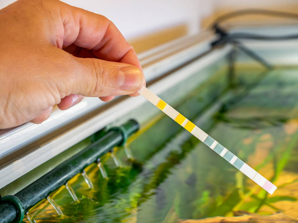Рука тримає акваріумні прокладки для перевірки параметрів акваріума в прісноводних акваріумах
 - Фото, зображення