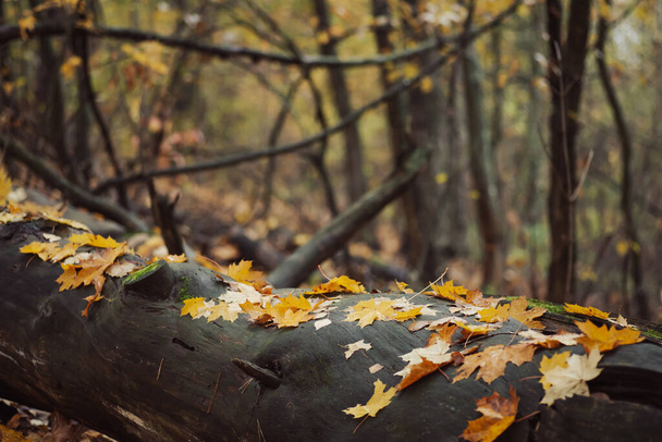 Sateinen syksyn sää metsässä. Vanha runko kaatui mänty peitetty kirkkaan keltainen ja kultainen lehtineen, äänisen valokuvan - Valokuva, kuva