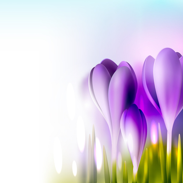 Shiny crocuses spring background - Vector, Image
