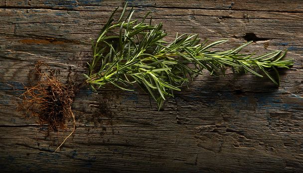 Rosemary with roots - Фото, зображення
