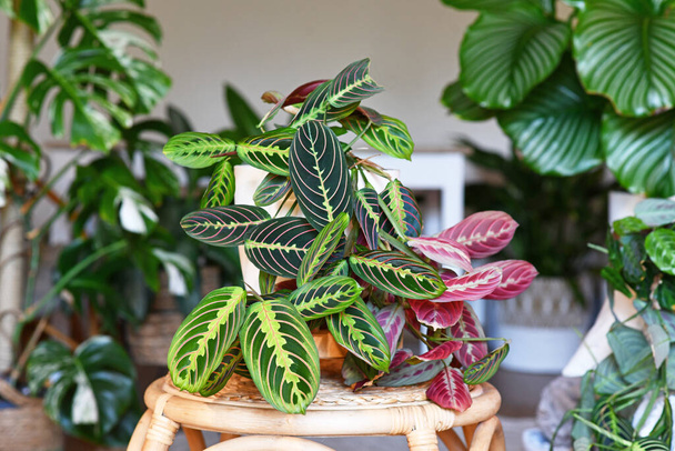 Tropical 'Maranta Leuconeura Fascinator' houseplant with leaves with exotic red stripe pattern table in living room with many plants - Foto, Bild