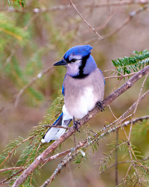 Blue Jay close-up front view perched on a tree branch with a blur forest background in its environment and habitat surrounding displaying blue feather plumage. Jay Picture. - Photo, Image