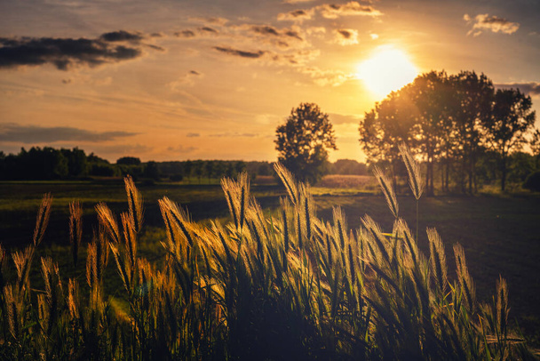 Beautiful summer landscape. Field with spikelets at the edge of the forest at sunset - Photo, image