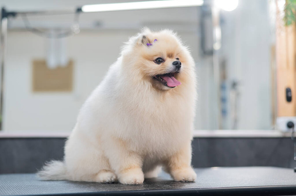 Beautiful Pomeranian after a haircut in a grooming salon - Valokuva, kuva