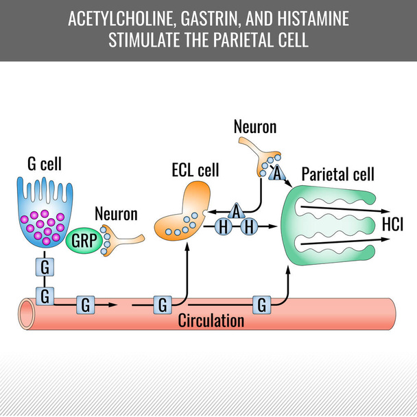 Parietális sejt stimulációs diagram. Acetilkolin, gasztrin és hisztamin serkenti a parietális sejtet. Sósav keletkezése. Vektoros orvosi illusztráció - Vektor, kép