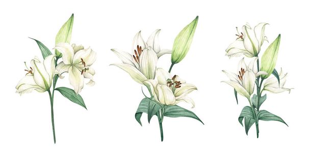 Set of White lily. Floral bouquet. Isolated on white background. Hand drawn clipart for wedding invitations, birthday stationery, greeting cards, scrapbooking. Watercolor illustration. - Foto, Bild