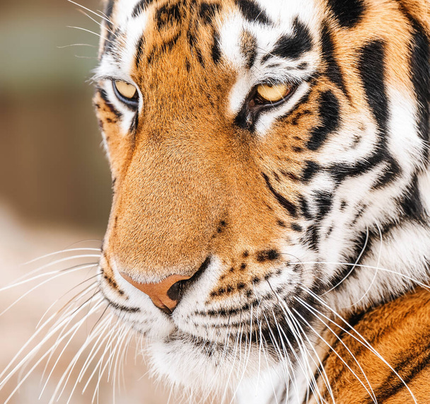 Close up of the face of an Amur Tiger also called a Siberian tiger - Foto, Bild