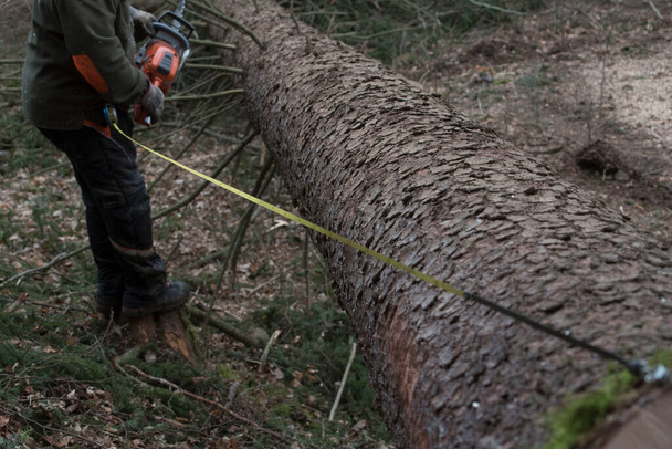 mesurer la bille après l'abattage des arbres, l'exploitation forestière et les travaux forestiers dans une forêt commerciale - Photo, image