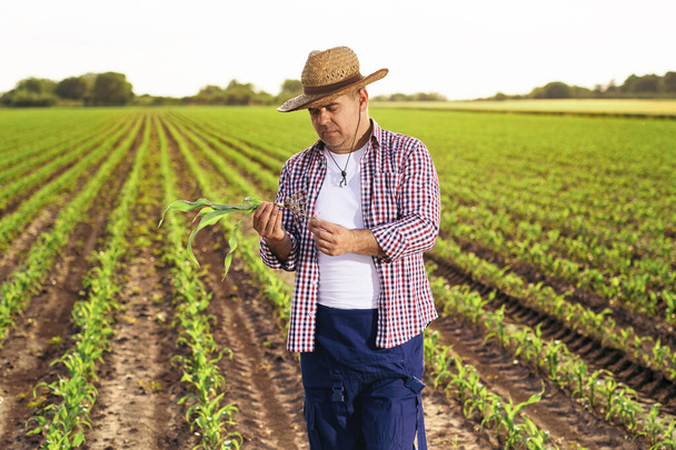 One senior farmer standing in the corn field. - Foto, imagen
