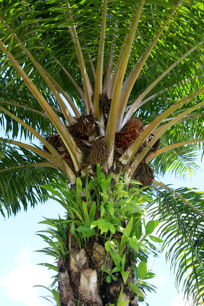 salvador, bahia, brésil 29 mai 2023 : fruits de palmier à huile vus sur une plante de la ville de salvador. - Photo, image