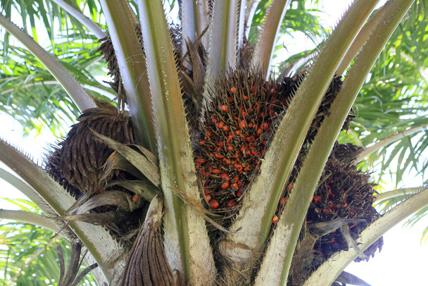 salvador, bahia, brasil 29 2023 de maio: óleo de palma visto em uma planta na cidade de salvador. - Foto, Imagem