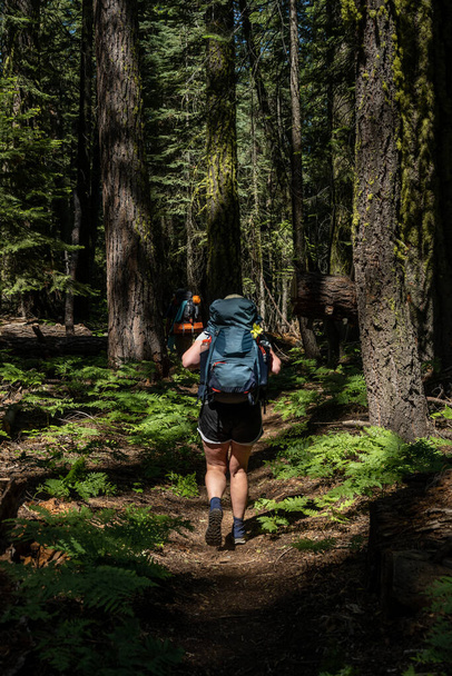 Mujer lleva mochila completa a través del bosque de pinos en el Parque Nacional Yosemite - Foto, imagen