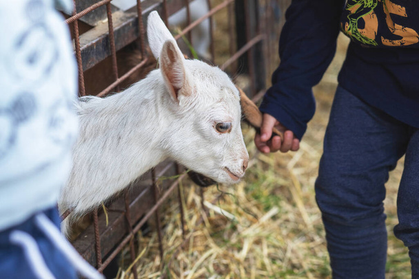 Baby geiten gevoed door kinderen op de boerderij. Hoge kwaliteit foto - Foto, afbeelding