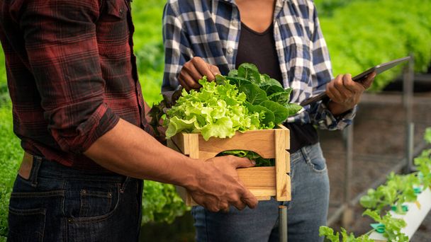 Africký pár nesoucí krabici zeleniny a pracující na tabletu ve skleníku hydroponie. - Fotografie, Obrázek