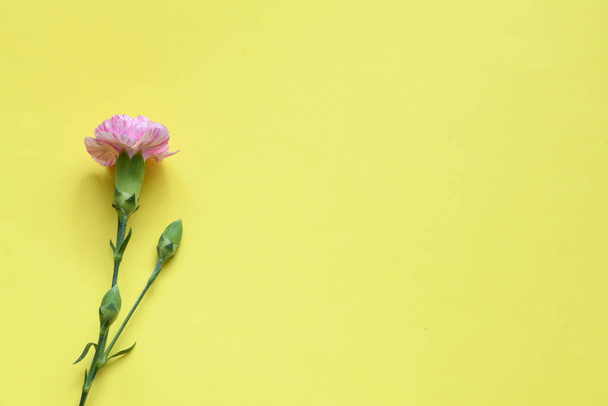 Pink carnations on yellow background - Фото, зображення