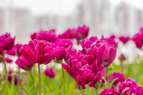 close up purple tulips in the garden. floral street decor - Fotó, kép