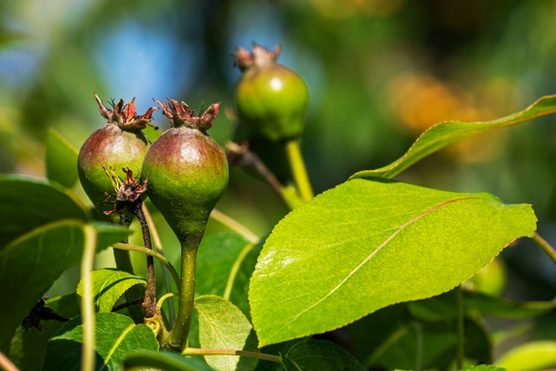 päärynä hedelmä sairauksia. Hedelmäpuiden tuholaiset ja taudit - Valokuva, kuva