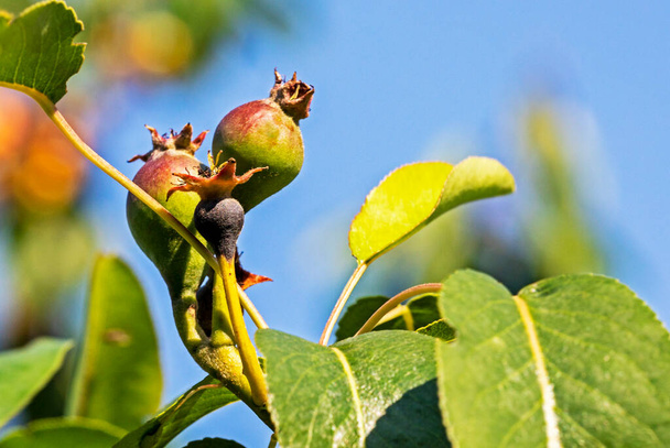 zielona choroba gruszek owocowych. Szkodniki i choroby drzew owocowych - Zdjęcie, obraz