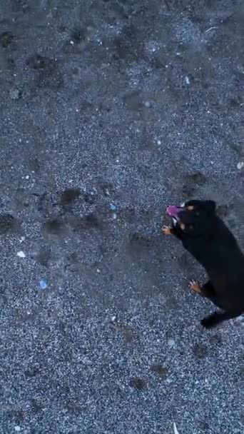 Tails of the Sea Ga met huisdieren en honden op een spannende kusttocht achter een drone aan en toon hun liefde voor de Middellandse Zeekust. - Video