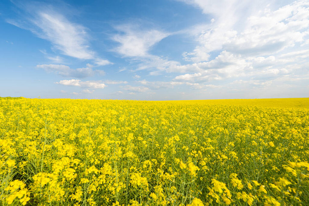 field with blooming rapeseed on a sunny day - Foto, Imagen