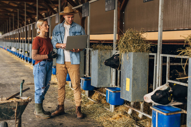 A cowboy and a woman standing in a stall and monitoring with laptop. - Foto, imagen
