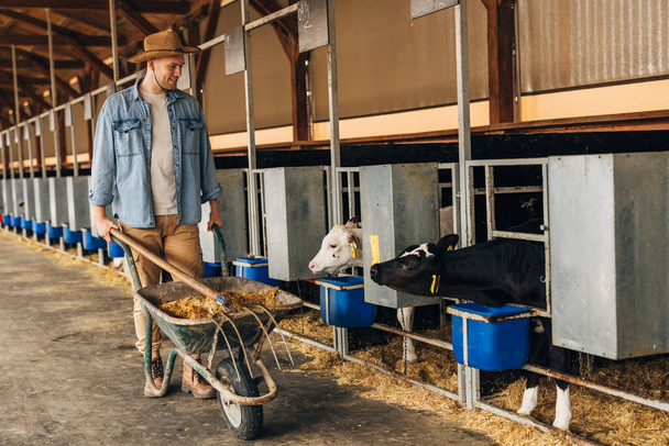 Cute calves look at the farmer while he brings a cart full of hay for feeding. - Foto, Imagem