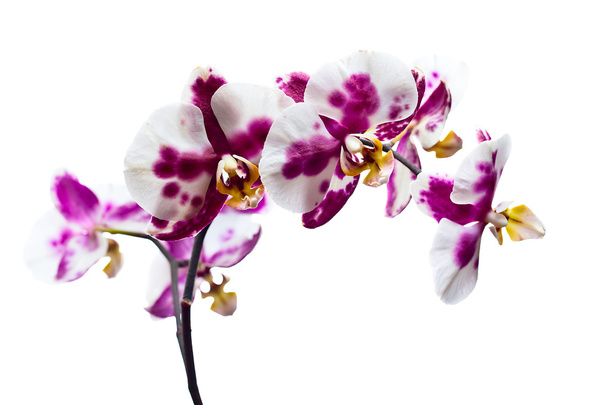 Орхидея изолирована на белом - Фото, изображение