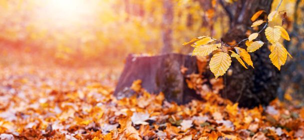 Autumn forest with yellow leaves on a tree and on the ground near a stump in sunny weather - Photo, Image