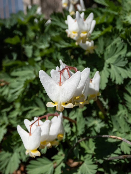 Közelkép a holland nadrág vagy a holland nadrág (Dicentra cucullaria) floirng fehér virágokkal fényes napsütésben kora tavasszal - Fotó, kép