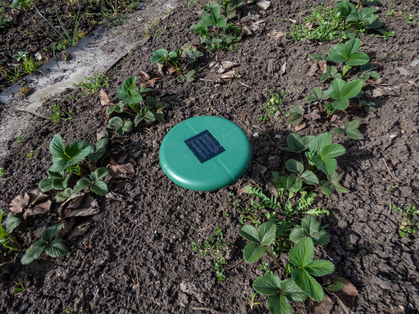 Ultraschall-, solarbetriebene Maulwurf- oder Repeller-Vorrichtung im Boden in einem Gemüsebeet inmitten kleiner Pflanzen im Garten. Gerät mit Piepton, um Schädlinge fernzuhalten - Foto, Bild