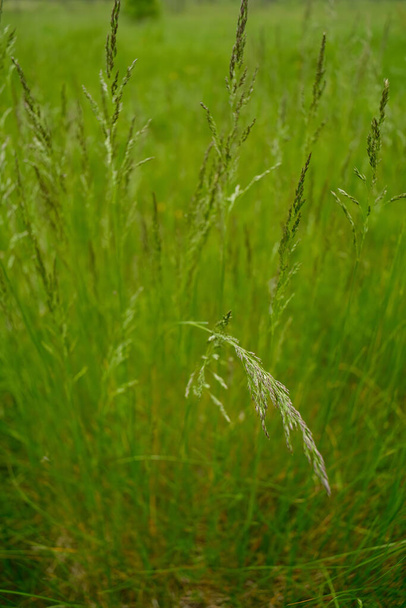 Fondo con espiguilla de hierba. Campo de hierba, semillas de primer plano. - Foto, Imagen