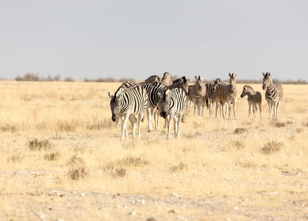 Large group of Hartmann mountain zebra in Namibia - Photo, Image