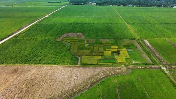Filmagem aérea de poucos campos de arrozais ladeados por campos de terra não cultivada e mudas de cana-de-açúcar, capturados com um drone - Filmagem, Vídeo